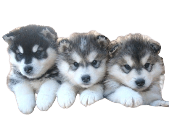 Siberian Husky Puppies