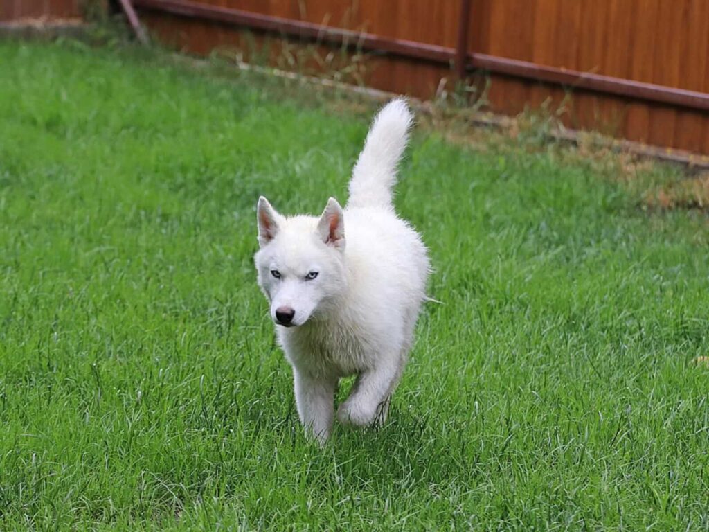 Husky Welpen zum Kaufen