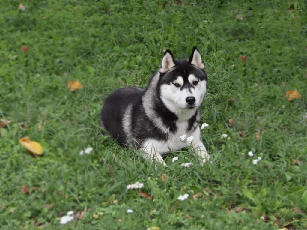Husky Welpen Preis